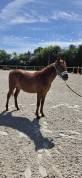 Ponette New forest 1 an taille D 