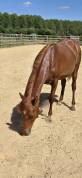 Ponette New forest 1 an taille D 