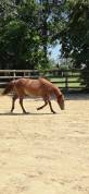 Ponette New forest 1 an taille D 