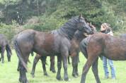 Hongre M&eacute;rens dress&eacute; sous la selle