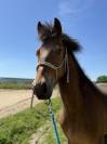 Poney NF