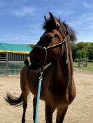 Poney NF