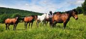 Pension au pr&eacute; pour poneys, chevaux - St Gaudens