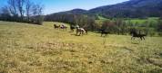 Pension au pr&eacute; pour poneys, chevaux - St Gaudens