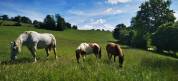 Pension au pr&eacute; pour poneys, chevaux - St Gaudens