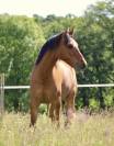 Poney 