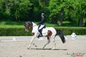 Jument dressage 