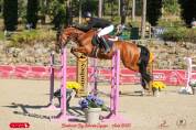 Hongre de 8 ans amateur &eacute;lite et plus