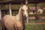 Jument palomino 2ans