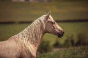 Jument palomino 2ans