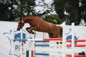 Tr&egrave;s chic PFS 5 ans, 1m47, 18/20 aux allures 