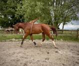 Hongre 5 ans - CSO - SUPER MENTAL