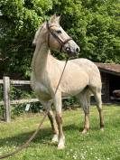 Cheval de loisirs 