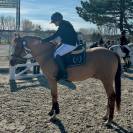 Poney Comp&eacute;titif AS2 AS1 / A tourn&eacute; jusqu'en AS Elite