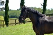 Maverick de belcastel 