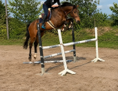 Cheval de sport 