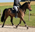 Cheval de sport 