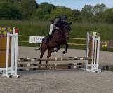Chouette Hongre CLUB 2 - id&eacute;al Club - CSO 