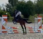 Chouette Hongre CLUB 2 - id&eacute;al Club - CSO 