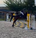 Chouette Hongre CLUB 2 - id&eacute;al Club - CSO 