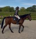 Chouette Hongre CLUB 2 - id&eacute;al Club - CSO 