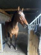 Hongre 8ans 163cm