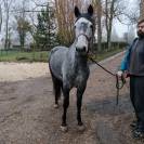 Poney D ONC 148cm