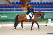 poney de GP dressage 