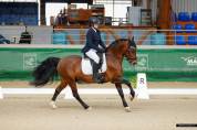 poney de GP dressage 