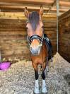 poney de GP dressage 