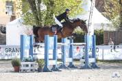 Jument de sport 