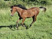 Colt Arabian Thoroughbred For sale 2025 Bay