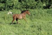 Colt Arabian Thoroughbred For sale 2025 Bay