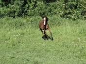 Colt Arabian Thoroughbred For sale 2025 Bay