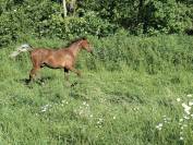 Colt Arabian Thoroughbred For sale 2025 Bay