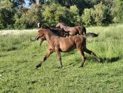 Colt Arabian Thoroughbred For sale 2025 Bay