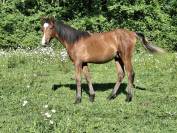 Colt Arabian Thoroughbred For sale 2025 Bay