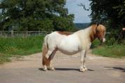Merrie Shetland Te koop 2008 Bont ,  TOMMIE VD SLEUTELHOF