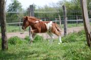 Merrie Shetland Te koop 2008 Bont ,  TOMMIE VD SLEUTELHOF