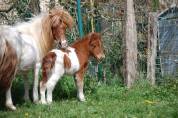 Merrie Shetland Te koop 2008 Bont ,  TOMMIE VD SLEUTELHOF