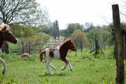 Merrie Shetland Te koop 2008 Bont ,  TOMMIE VD SLEUTELHOF