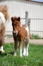 Merrie Shetland Te koop 2008 Bont ,  TOMMIE VD SLEUTELHOF