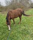 Ponette B