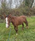 Ponette B