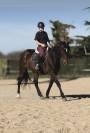 Trotteur avec potentiel en confiage 