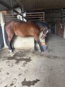 Trotteur avec potentiel en confiage 