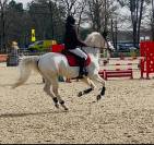 Poney de selle fran&ccedil;ais v&eacute;ritable maitre d'&eacute;cole 