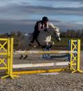 Poney de selle fran&ccedil;ais v&eacute;ritable maitre d'&eacute;cole 