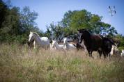 Pension pour chevaux en Normandie, pension pro