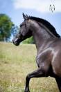 Pension pour chevaux en Normandie, pension pro